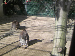 五月山動物園6
