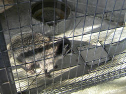 五月山動物園7