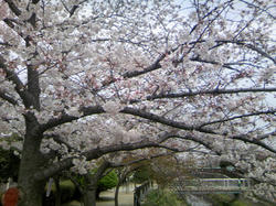 08年桜