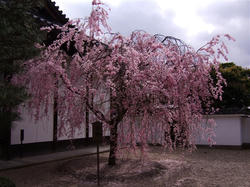 宇治_平等院2