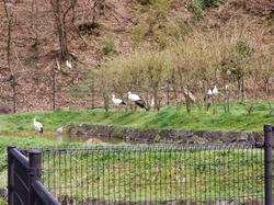 コウノトリの郷公園2