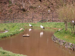 コウノトリの郷公園3