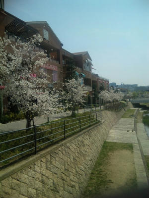 ヴィソラ_桜1