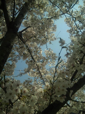 ヴィソラ_桜2