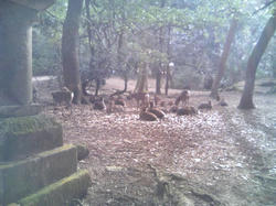 2010年初詣2
