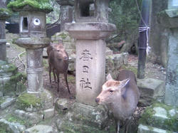 2010年初詣4