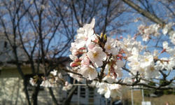 2010_桜1