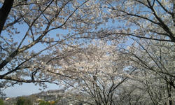 2010_桜2