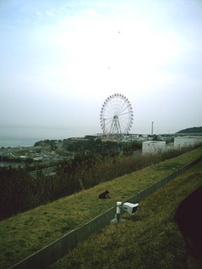 遠方からでも憎いアイツ。下方にネコ。