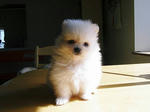 pome-wh2.JPG