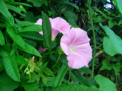 DSC00084.JPG