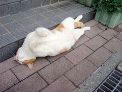 DSC02157.jpg