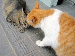 DSC02180.jpg