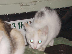 DSC02415.jpg