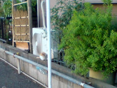 DSC00604.jpg