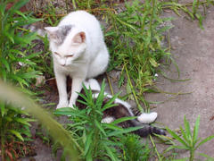 DSC03517.jpg