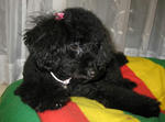 081019kuro1.JPG
