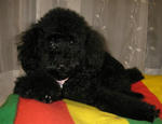 081019kuro2.JPG