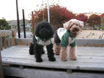 081121run1.JPG