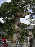 CIMG0564.JPG
