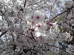 P1010009.JPG
