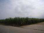 RIMG0042.JPG