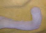 tail.jpg