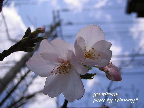 桜20070329