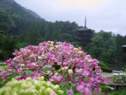 瑠璃光寺のあじさい