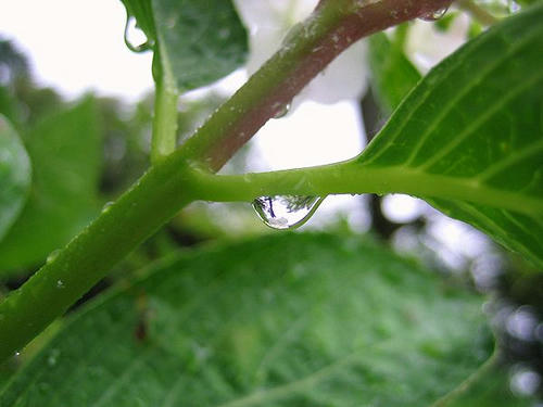 阿弥陀時のあじさいの雨粒