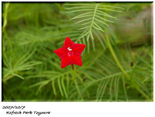 赤い星型の花