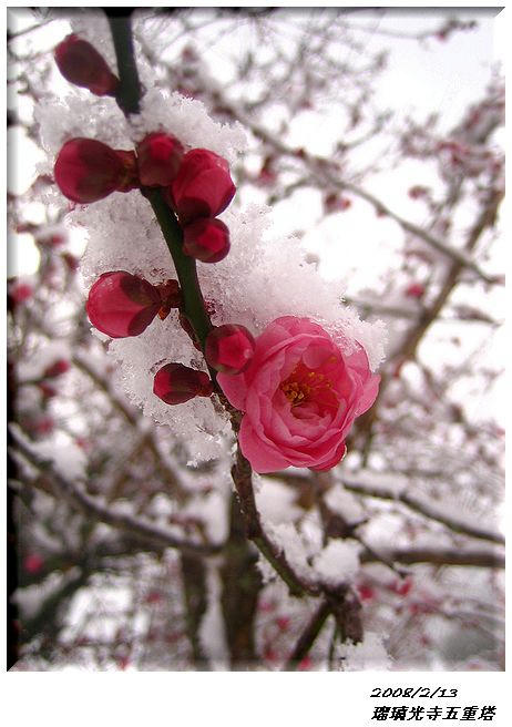20080213瑠璃光寺五重塔2