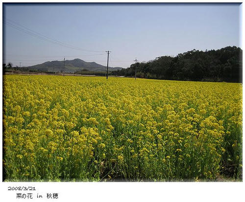 菜の花３