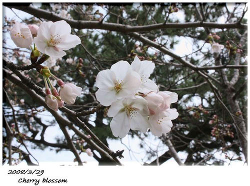 20080329_桜