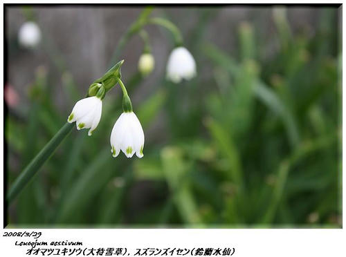 20080329_スズランズイセン