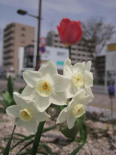 20080405_スイセン
