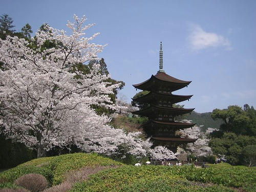 20080406-1-瑠璃光寺の桜