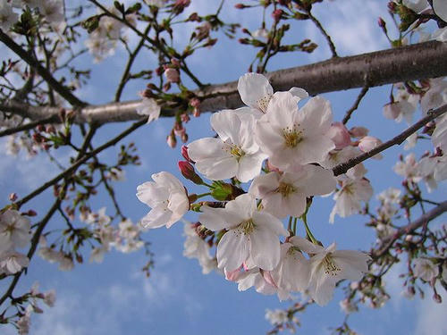 20080406-2-瑠璃光寺の桜