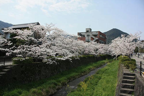 20080406-1-一の坂川の桜