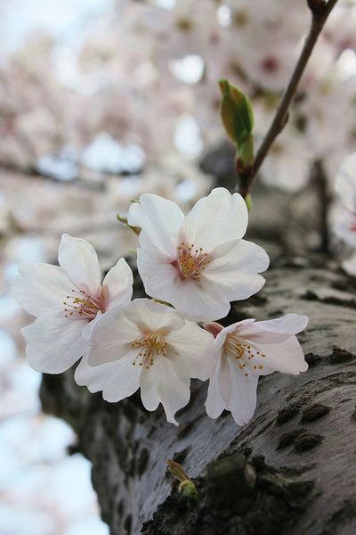 20080406-2-一の坂川の桜