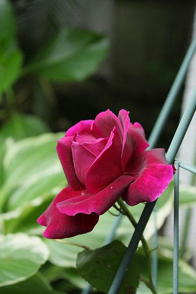 実家の花３