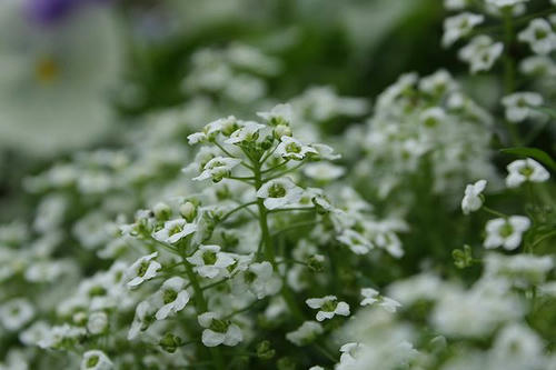 実家の花５