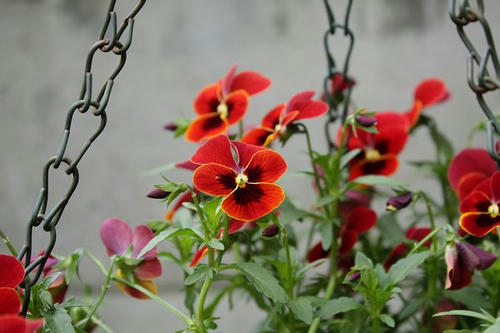 実家の花６