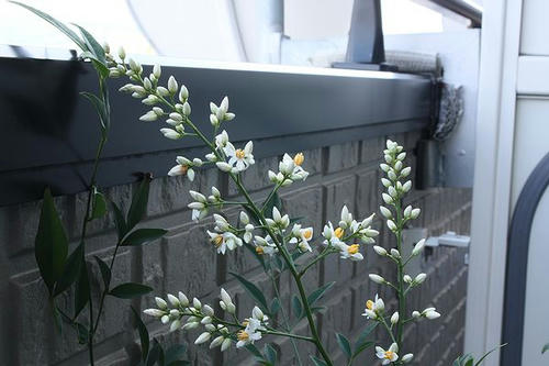 ベランダの花々2