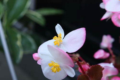 ベランダの花々3