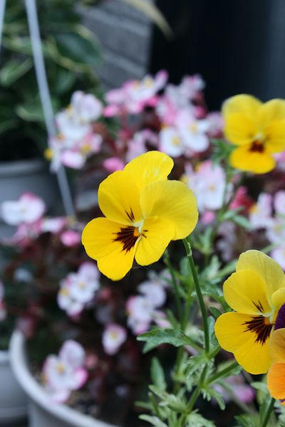 ベランダの花々4