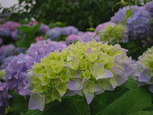 近所の紫陽花