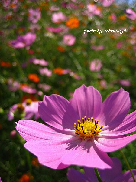 2008秋桜-1