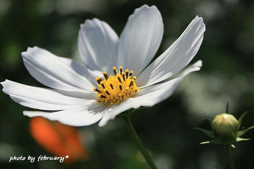 2008秋桜-2