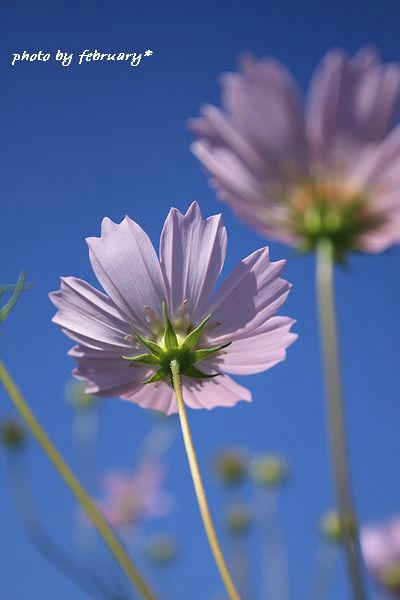 2008秋桜-3